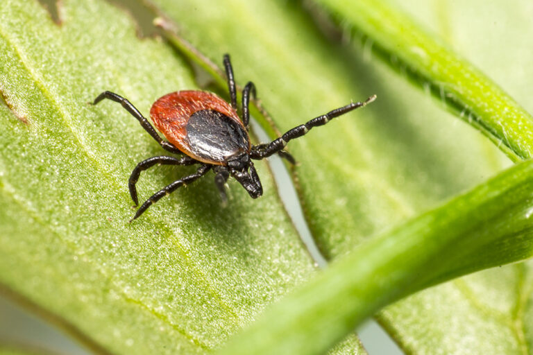 Lyme Disease Cases Surge in the US Due to Reporting Changes
