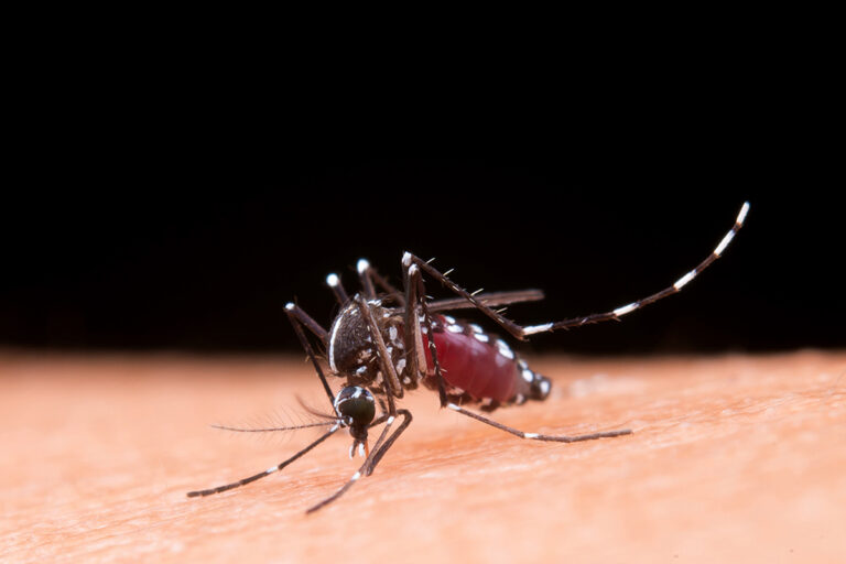 Alert over Dengue Increase in Latin America Concerns Authorities