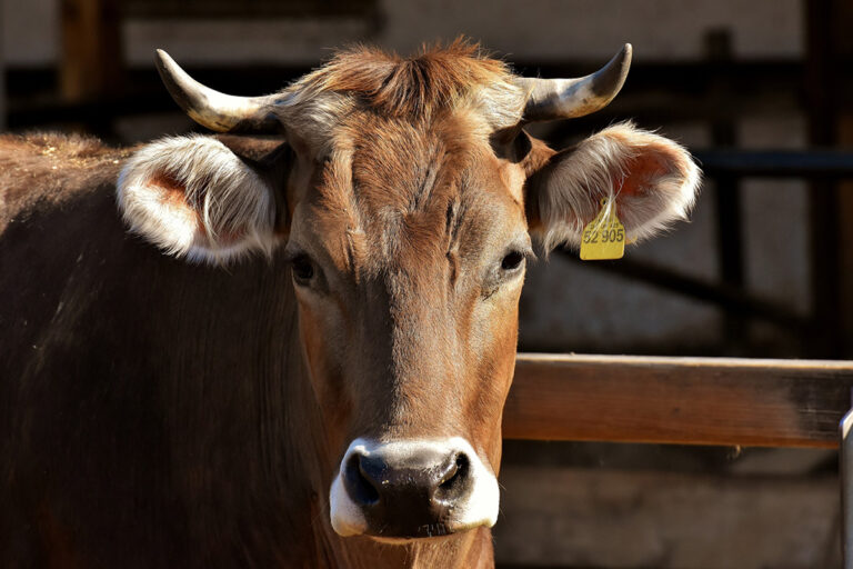 Texas Health Officials Confirm Bird Flu Diagnosis in Person Linked to Dairy Cows
