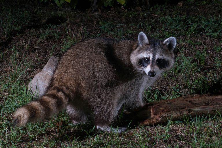 Health Alert: Rabid Raccoon Detected in Shadyside Area
