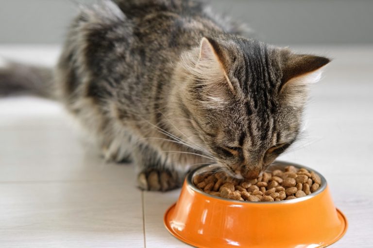 Cat Food Recall Issued After Bird Flu Linked to Cat’s Death