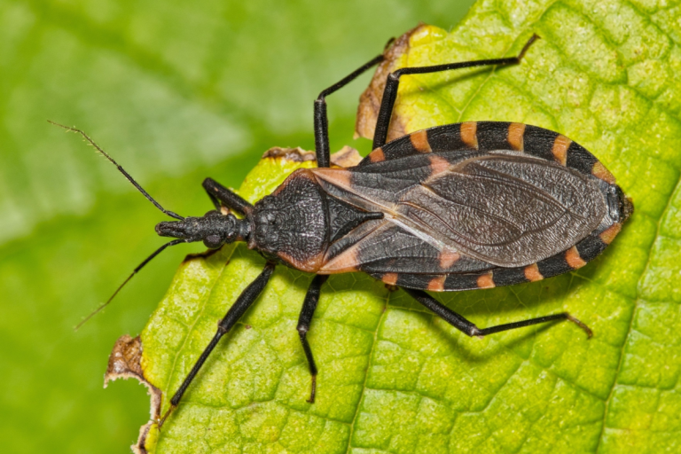 Chagas Disease Emerging as Endemic in the U.S.
