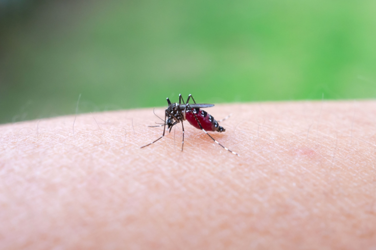 CDC Issues Travel Advisories as Chikungunya Outbreaks Spread