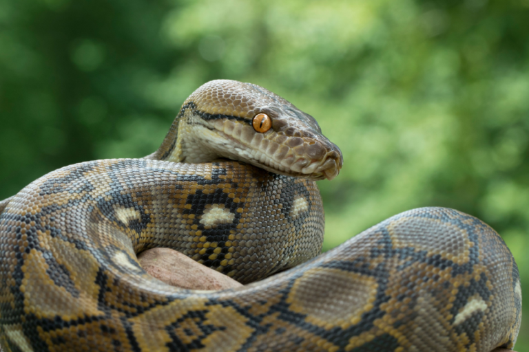 A python molecule that made obese mice eat less