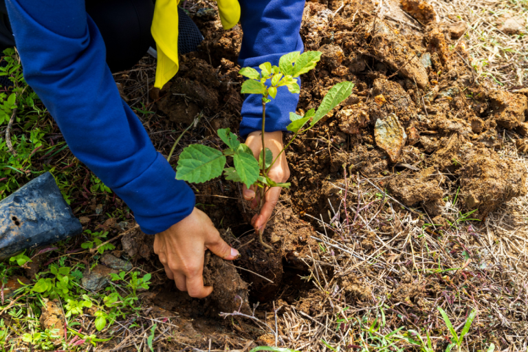 Debt-for-Nature Swaps Gain New Momentum